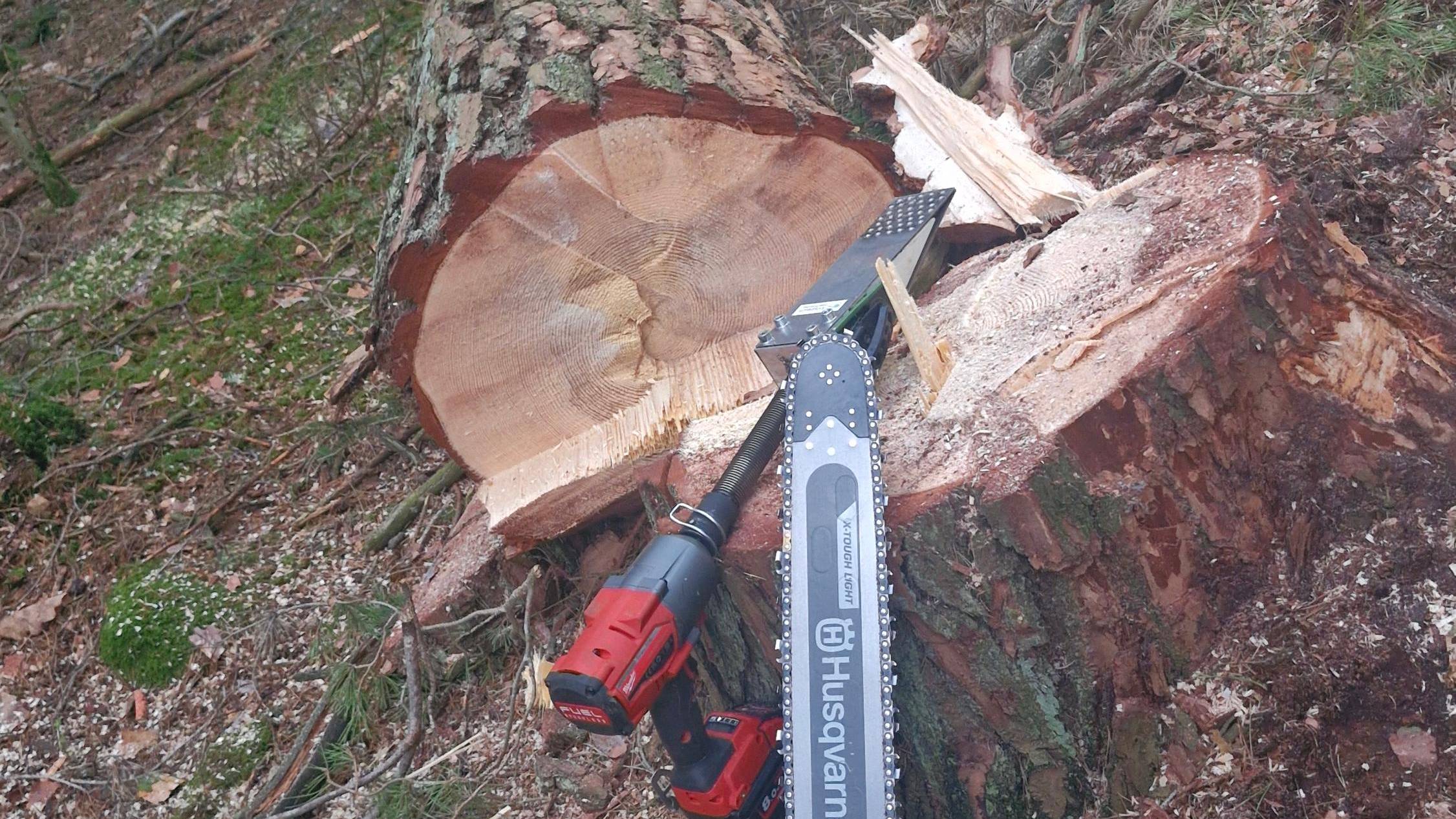 Einzelbaum Fällung – Kronfeldner